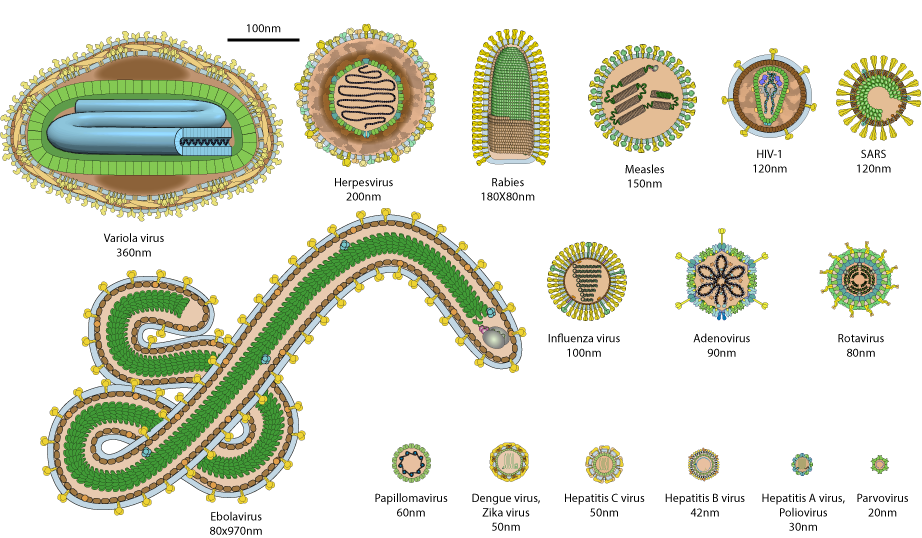 virus chart